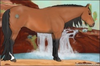 Horse Color:Bay Tobiano 