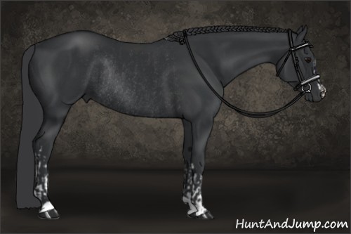 Horse Color:Black Rabicano  and Black Rabicano 
