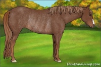 Horse Color:Chestnut Rabicano 