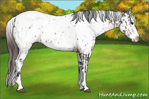 Horse Color:Brown Sabino Splash Appaloosa  and Brown Dun Sabino Splash Appaloosa 