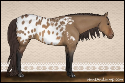 Horse Color:Bay Dun Appaloosa 