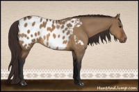 Horse Color:Bay Dun Appaloosa 