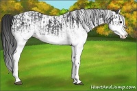 Horse Color:White Spotted Blue Roan Rabicano  and White Spotted Blue Roan Splash Rabicano 