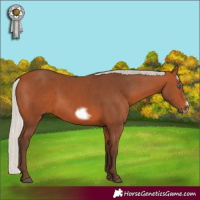 Horse Color:Silver Bay Frame