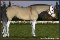 Horse Color:Bay Dun Splash 