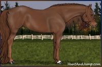 Horse Color:Chestnut 
