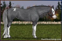 Horse Color:Black Splash Appaloosa 