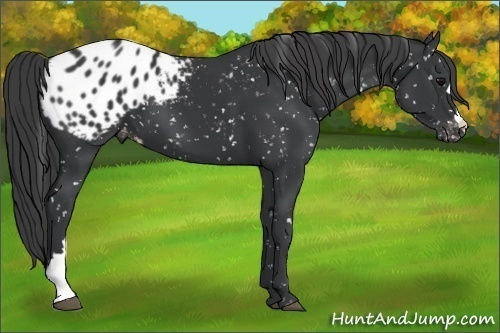 Horse Color:Black Snowflake Varnish