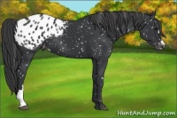 Horse Color:Black Appaloosa