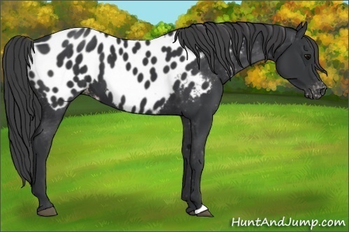 Horse Color:Black Appaloosa