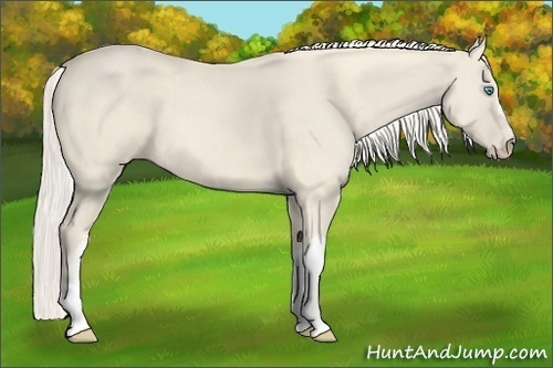 Horse Color:Cremello 