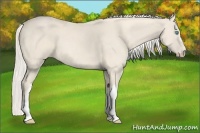 Horse Color:Cremello 