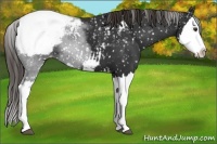 Horse Color:Liver Chestnut Splash Snowcap 