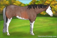 Horse Color:Bay Roan Splash