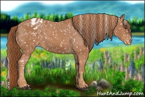 Horse Color:Chestnut Appaloosa