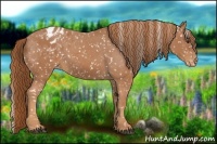 Horse Color:Chestnut Snowflake Varnish
