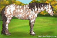 Horse Color:Amber Champagne Appaloosa  and Amber Champagne Appaloosa 