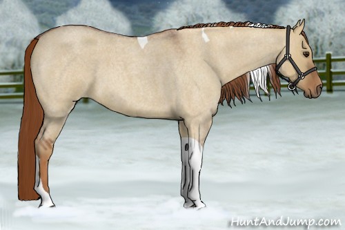 Horse Color:Red Dun Roan Tobiano