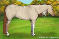 Horse Color:Red Dun Roan Tobiano 