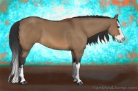 Horse Color:Bay Dun Sabino Splash