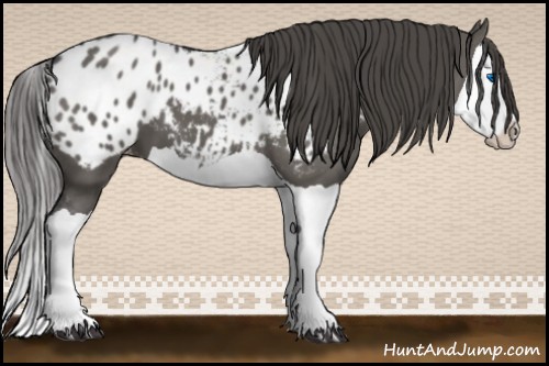 Horse Color:Grullo Splash Appaloosa 