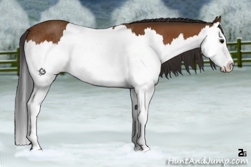 Horse Color:Bay Splash Rabicano 
