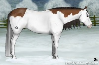Horse Color:Bay Splash Rabicano 