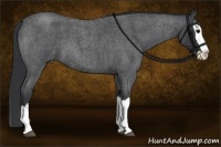 Horse Color:Blue Roan Splash 