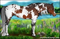 Horse Color:White Spotted Bay Appaloosa