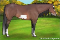 Horse Color:Buckskin Splash Frame 