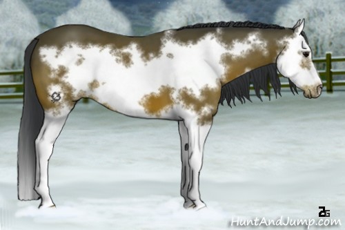 Horse Color:Bay Splash Frame 