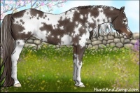 Horse Color:White Spotted Liver Chestnut 
