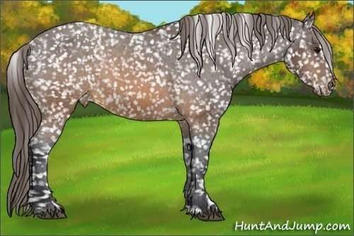 Horse Color:Brown Appaloosa 