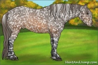 Horse Color:Brown Appaloosa 