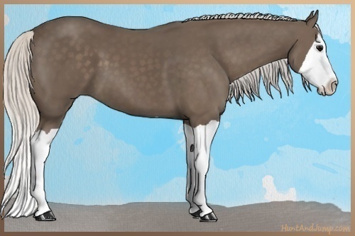 Horse Color:Silver Black Splash 