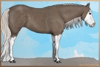 Horse Color:Silver Black Splash