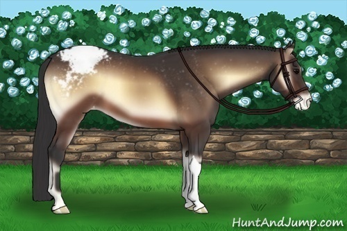 Horse Color:Brown Onyx Appaloosa