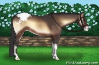 Horse Color:Brown Onyx Snowcap 
