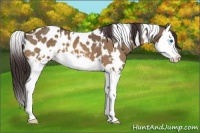 Horse Color:White Spotted Bay Dun Splash Appaloosa 
