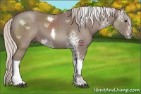 Horse Color:White Spotted Chocolate Silver Black Tobiano