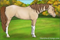 Horse Color:Bay Pearl Dun 
