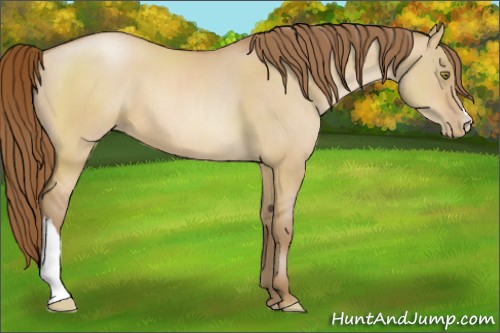Horse Color:Bay Pearl Dun 