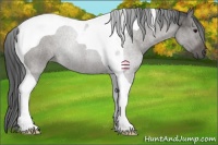 Horse Color:Grullo Sabino Tobiano