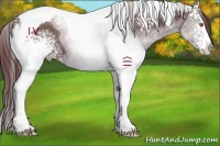 Horse Color:White Spotted Chocolate Black Tobiano