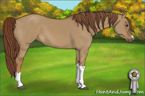 Horse Color:Red Dun 
