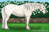 Horse Color:Cremello Appaloosa 