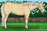 Horse Color:Palomino