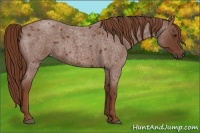 Horse Color:Red Roan 