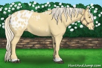 Horse Color:Palomino Appaloosa