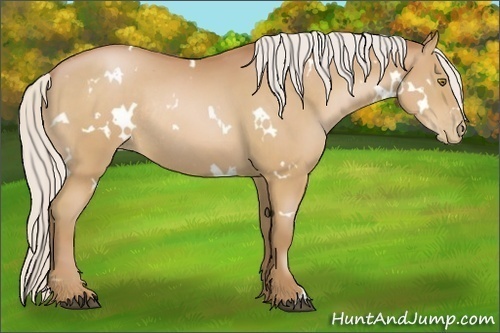 Horse Color:White Spotted Silver Bay Pearl Rabicano 